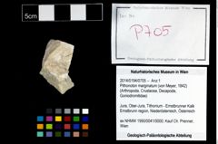 Foto (Objekt + Etikett) von Pithonoton marginatum (von Meyer, 1842)  (NHMW-GEO-2014-0194-0705)